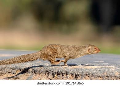 468 Indian grey mongoose Images, Stock Photos & Vectors | Shutterstock