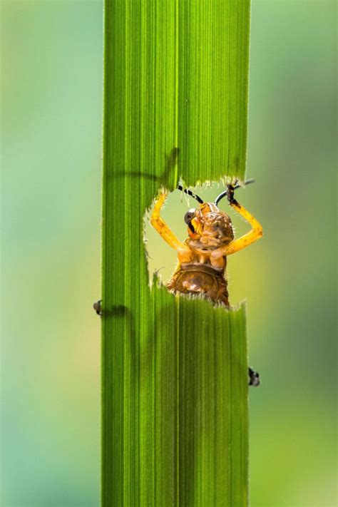 Eating Grasshopper | Others