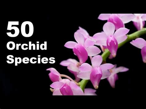 50 Orchid Species Name | Orchid Flower | Types of Orchid With Pictures