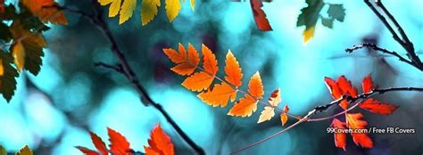 Autumn Leaves Background 18 Facebook Covers | Fall facebook cover photos, Fall facebook cover ...