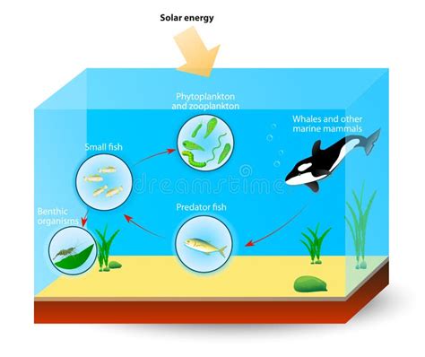 Marine Food Chain Ou Chaîne Alimentaire Illustration de Vecteur ...