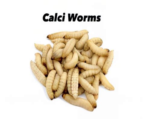 Calci Worms tub of Approx 100 -10mm - Livefoods Direct Ltd