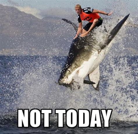 The best Mick Fanning shark attack memes to bless the internet | Shark ...