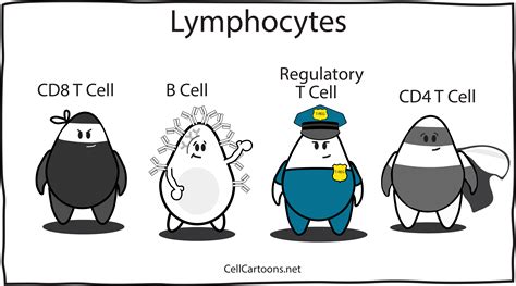 Lymphocytes - Cell Cartoons