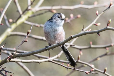 Photography by MickB: Bedfordshire - Early Spring Birds