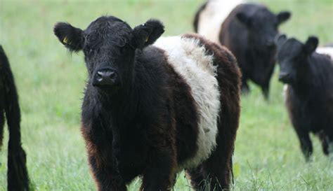 Belted Beauties: Belted Galloway Cattle - Hobby Farms