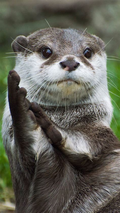 Asian small-clawed otter looking as though it's clapping, UK | Windows ...