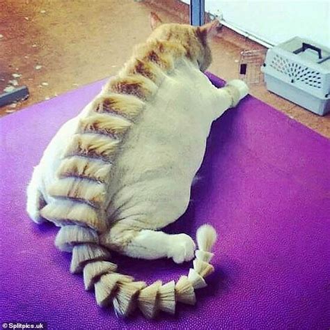 Cat owners are styling their pets' mane with crazy haircuts that make ...