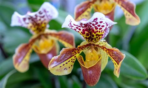 The name “Paphiopedilum” is definitely a mouthful, but it’s a worthy ...