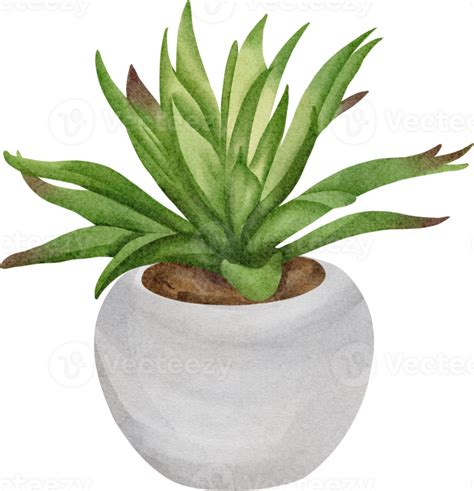 watercolor succulent clip art 23324126 PNG