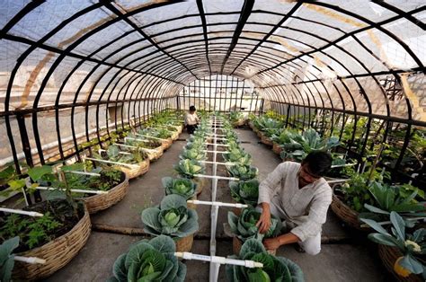 Rooftop organic farming - ACCCRN Network Roof Garden, Terrace Garden, Garden Paths, Ikea Garden ...