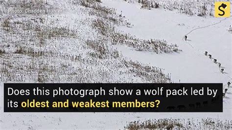 Fact check: wolf pack behavior full report: - scoopnest.com