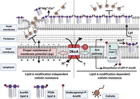 A proposed model of colistin resistance determinants of Klebsiella... | Download Scientific Diagram