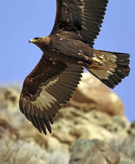 Golden eagle | Good Nature Travel Blog