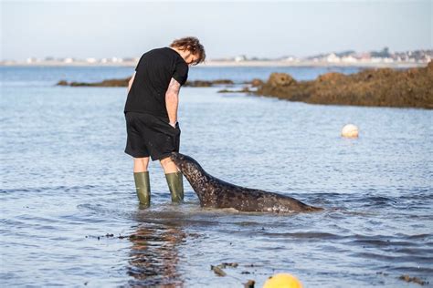 Seals rescued at end of 2021 are returned to wild | Guernsey Press