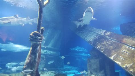 Long Island Aquarium - Lost City of Atlantis shark exhibit - ZooChat