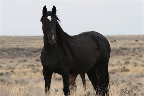 Facts, traits, and appearance of the Black Mustang Horse - Your Pet Planet