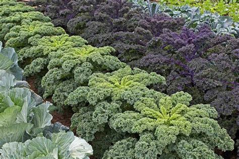 Kale Spacing: How Far Apart to Plant | Gardener's Path