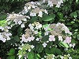 Hydrangea aspera - How to grow & care