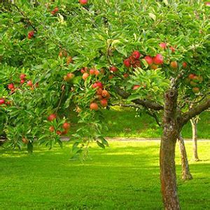 10 alberi da frutto da coltivare nell'orto, in giardino o sul balcone