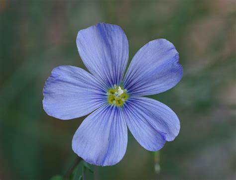 File:Blue Flax Linum perenne lewisii 'Appar' Flower 2614px.jpg