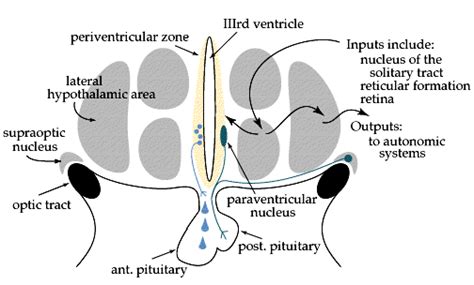 The (lateral) hypothalamus projects to the (lateral) medulla, where the cells that drive the au ...