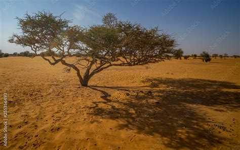 Acacia tree Acacieae in the desert of Sudan, Sahara Stock Photo | Adobe ...