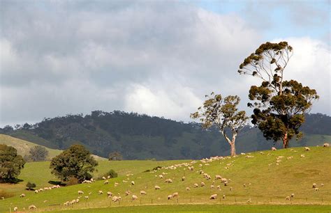 Rural Australia Landscape by John Wallace