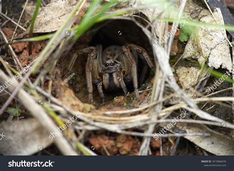 Female Wolf Spider Her Burrow Stock Photo 1819866476 | Shutterstock