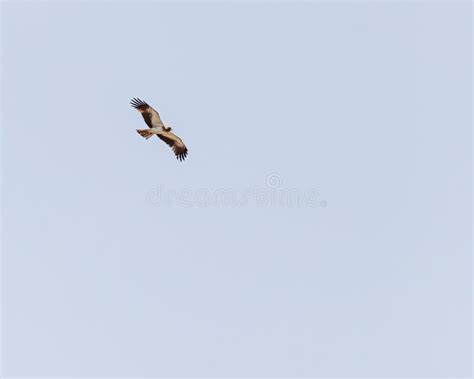 A Booted Eagle flying high stock image. Image of beak - 279921889