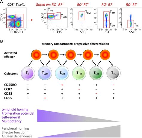 The who's who of T‐cell differentiation: Human memory T‐cell subsets - Mahnke - 2013 - European ...