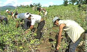 BBC News | AMERICAS | Colombia attacks rebels' drug profits