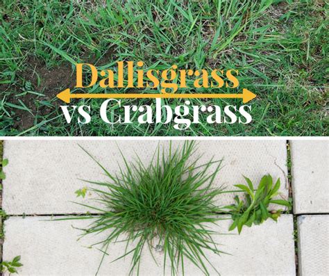 What Is The Different Between Dallisgrass vs Crabgrass? - SumoGardener