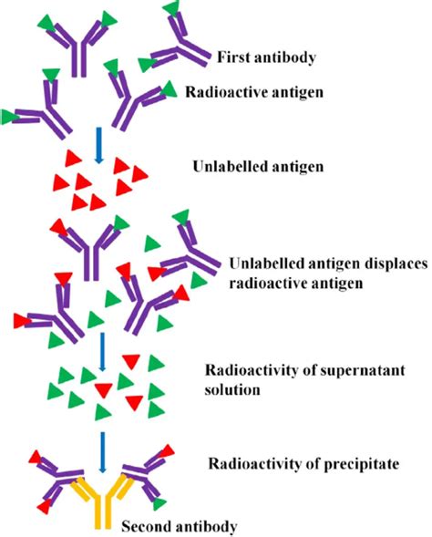 Radioimmunoassay: Principle, Uses, Limitations • Microbe Online