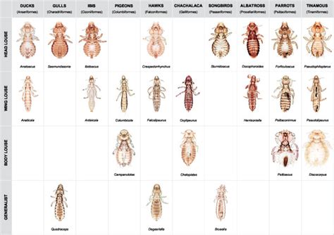 Body forms of microhabitat specialists across diversity of avian ...