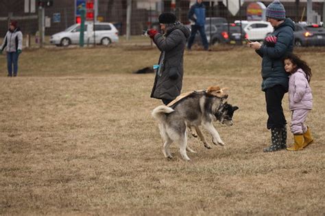 Visit with Runyon to Swift Run Dog Park (Ann Arbor, Michig… | Flickr