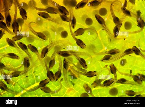 Tadpole hatching hi-res stock photography and images - Alamy