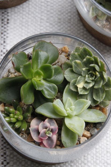 Miniature Succulent Terrariums | HGTV