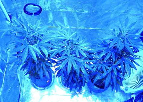 Top 5 Blue LED Grow Light For Veg And Flower [2024 Review]