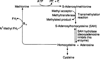 Adenosine Deaminase Deficiency Usmle - Pediatrics 7 Mehlmanmedical ...