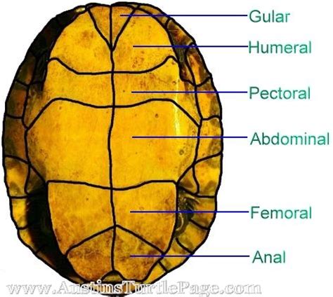 Tortoise Shell Anatomy