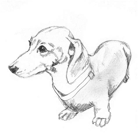 Dog sketches - Pencil drawings of dogs