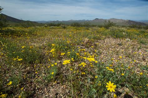 The Wildflowers of Death Valley National Park | Focal World