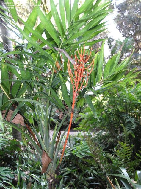 PlantFiles Pictures: Chamaedorea Species, Parlor Palm, Parlour Palm (Chamaedorea elegans) by palmbob