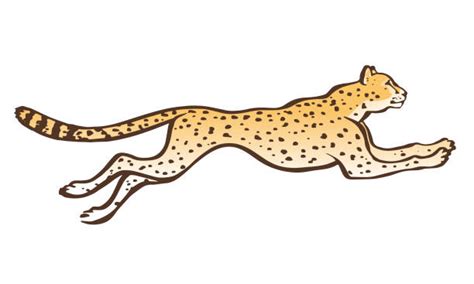 cheetah clip art 20 free Cliparts | Download images on Clipground 2024