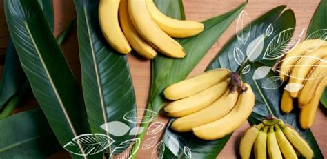 Equal Exchange Fair Trade Bananas! - Healthy Living