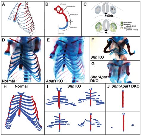 A minimally sufficient model for rib proximal-distal patterning based on genetic analysis and ...