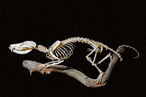 Virginia Opossum Skeleton Photograph by Millard H. Sharp - Pixels