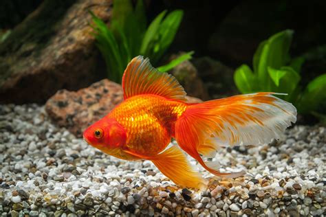 Goldfisch Haltung im Aquarium | zooplus Aquaristik Magazin