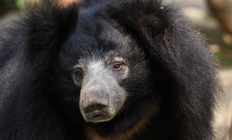 2 killed and as many injured in wild bear’s attack in North Gujarat | DeshGujarat